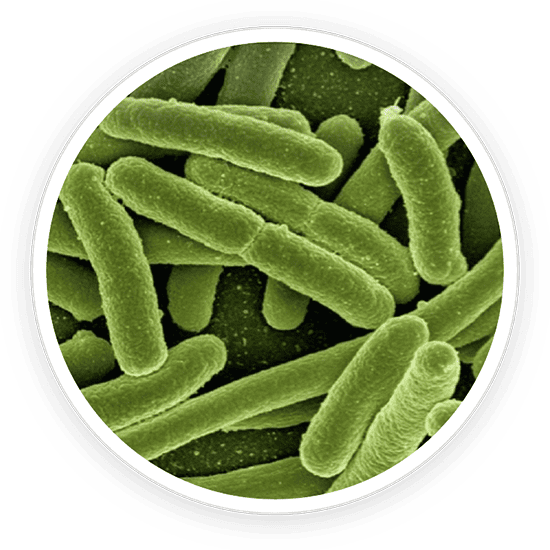 B.lactis BL-04 probiotic strain