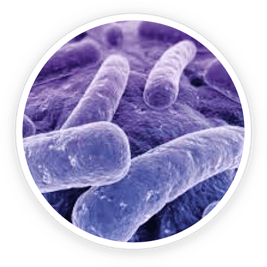 Lactobacillus Reuteri probiotic strain